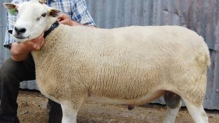 5 things to check on your ram before breeding season