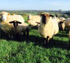 Who knew, but sheep prefer to move anti-clockwise!