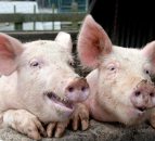Second pig farm in Northern Ireland to have output of 40,000 pigs