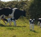 Cow gives birth to triplets - defies odds of one million to one