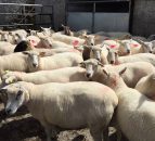 New Zealand lamb exports increase in June (down in H1)