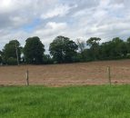 Thinking of reseeding? - Here's how to choose grass varieties