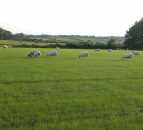 New Zealand lamb production up 1% on 2014, exports down 4%