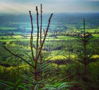 Forest Enterprise Limited rebrands to create Veon