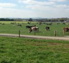 Reaction as dairy trade auction sees powder price fall to 11c/L equivalent