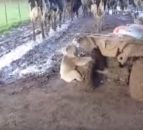 Video: Watch this koala chase down a farmer on a quad bike!