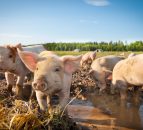 Pork sector: First signs of a decline in the EU reproductive herd