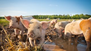 Pork sector: First signs of a decline in the EU reproductive herd