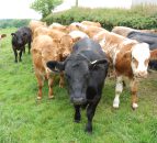 'Overfeeding young bulls can reduce their breeding potential'
