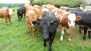 ‘Overfeeding young bulls can reduce their breeding potential’