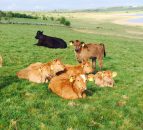 O'Neill calls on EU to support North's farmers