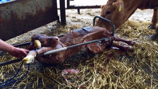 Could putting your heifers in calf first cut down on stragglers?