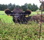 2 weeks left for farmers to apply for NI Environmental Farming Scheme