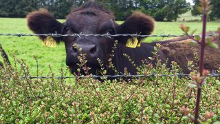 Could beef prices fall below €4/kg in the coming weeks?