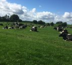 New Zealand wades in to blame European farming supports for poor dairy prices