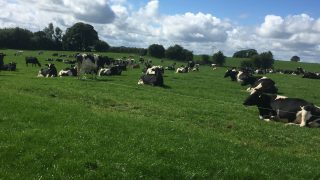 New Zealand wades in to blame European farming supports for poor dairy prices