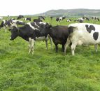 Dairy expansion from within is much safer than going to the market says top vet