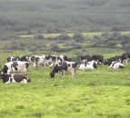 'A vaccination programme is a cheap insurance policy' - top Meath dairy farmer