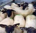 UK sheep meat imports from Ireland dropped 33% in June