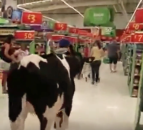 Video: Cows take over supermarket aisle as farmers protest over milk price