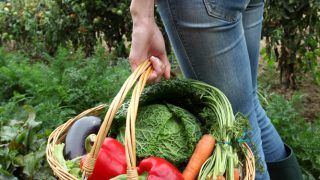 British farms ‘critically short’ of seasonal fruit and veg labour supply