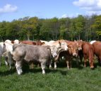 Top tips on keeping your calves healthy at weaning