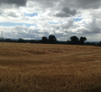 'Good crop yields and quality in Ireland; EU forecasts revised downwards'