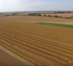 Video: UK farmer smashes world wheat yield record with 16t/ha