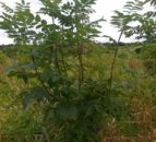 How to spot the signs of ash dieback