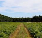 Love Christmas? Here's your chance to buy a Christmas tree farm