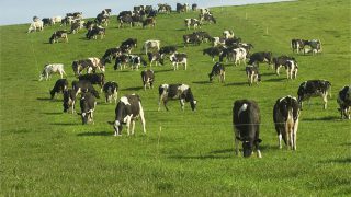 Carbon to replace milk as the new quota in farming