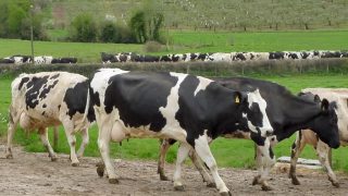 ‘Long way to go before the dairy industry is back on an even keel’