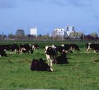 New Zealand dairy farmers get boost as Fonterra increases its forecast payout