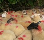 Why you should consider the costs when buying store lambs