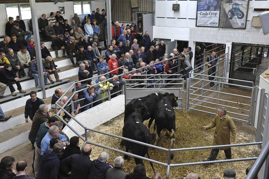 cattle