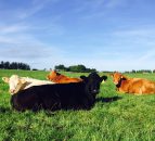 Northern farmers say supply chain failing to provide for beef farmers