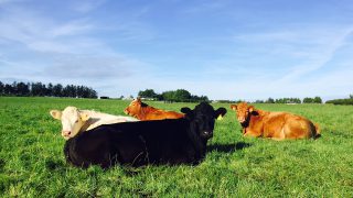 Northern farmers say supply chain failing to provide for beef farmers