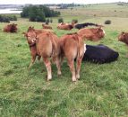 Cattle trade remains steady as farmers return to the ring after the Ploughing