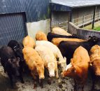 Cattle Marts - Finished cattle in strong demand with lots selling to €900 over