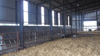 3 alternative options to straw for livestock bedding this winter
