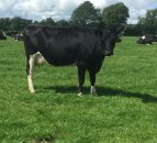 'Very good dairy farmers have little room to make cutbacks'
