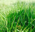 What does pasture really cost you as a farmer?
