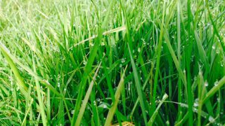 What does pasture really cost you as a farmer?