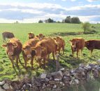 Heifer price sits at 405c/kg - No change in factory beef price