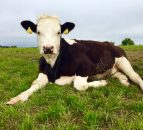 Hereford Prime producer group to increase production by 24% this year