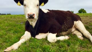 Hereford Prime producer group to increase production by 24% this year