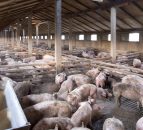 Additional EU support for dairy and pig farmers in Northern Ireland
