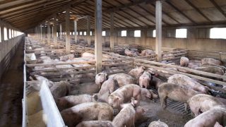 AHDB ‘Pick Pork’ campaign drives £3.2 million sales boost