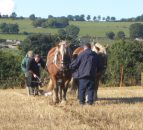 Ploughing results from Day Three of the Ploughing