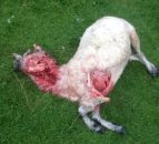 Warning graphic pics: 17 sheep killed in dog attack, 8 still missing